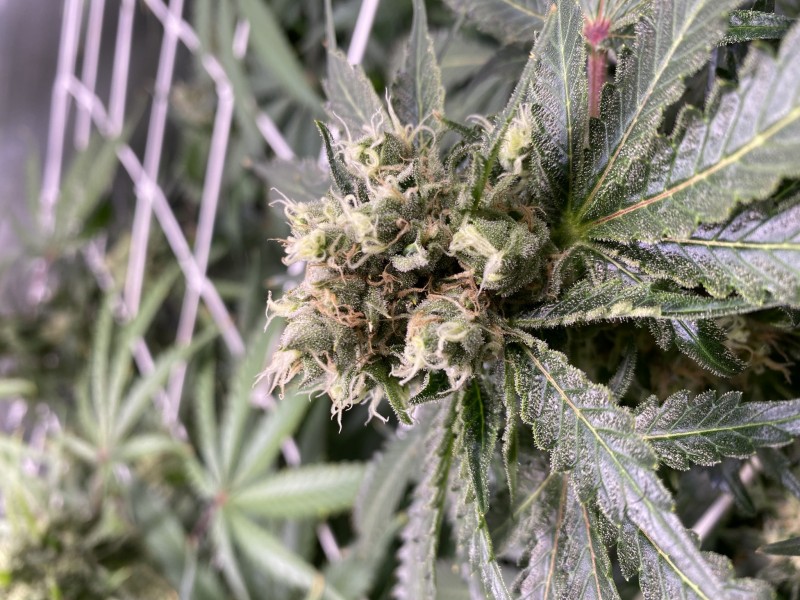 C2A984F1-2486-442F-A93E-9E750E2EDC80