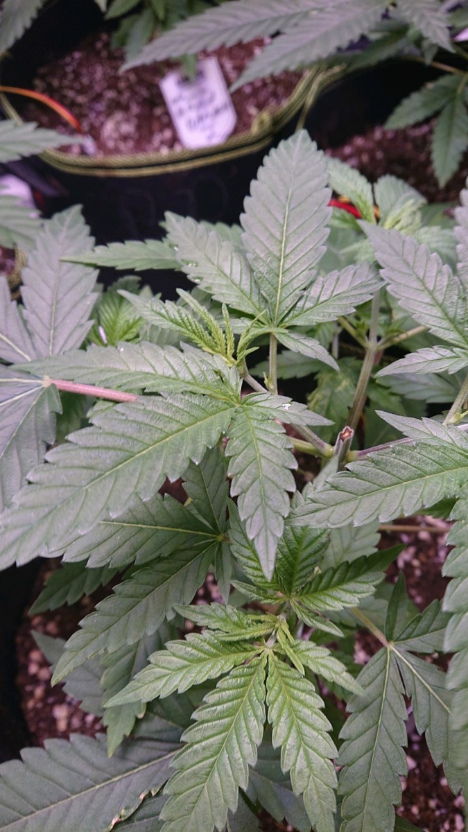 obscura1607025694154