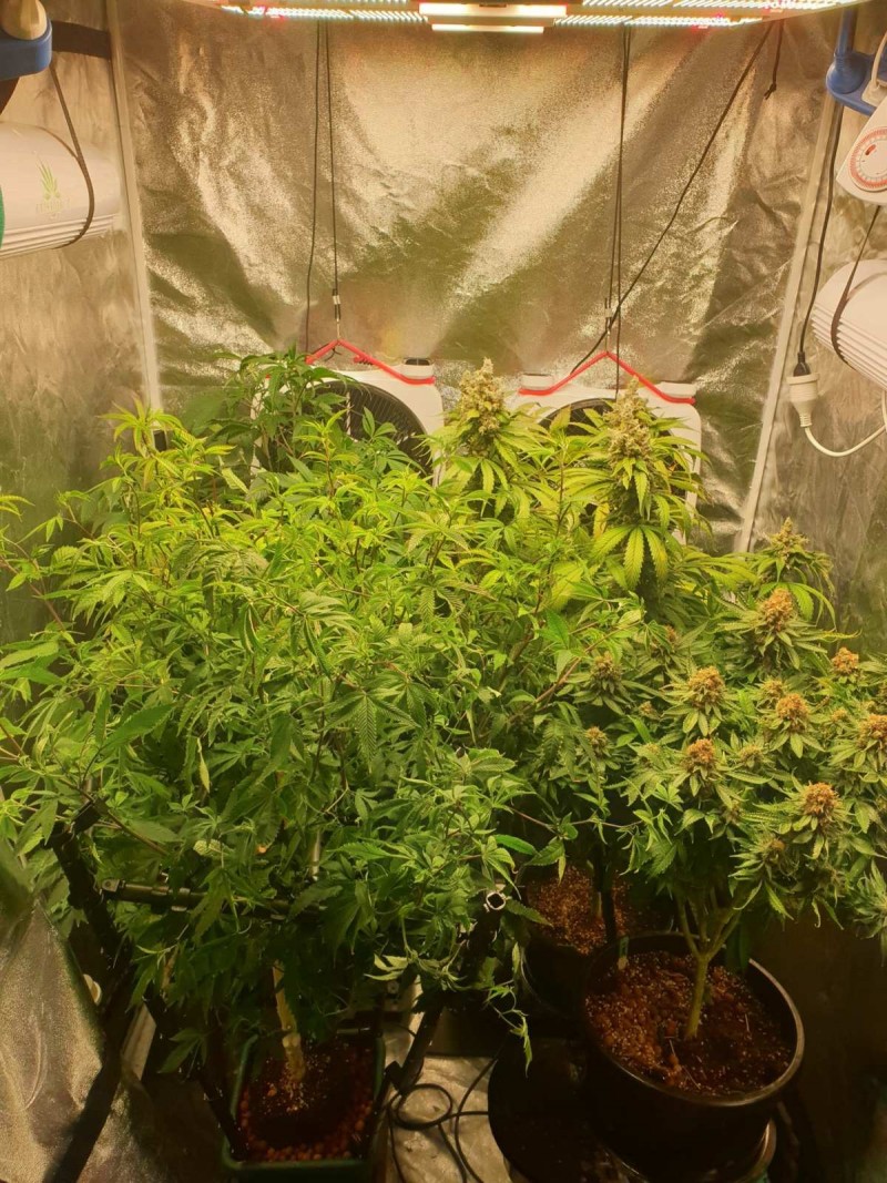 Tent Week 8 New ladies