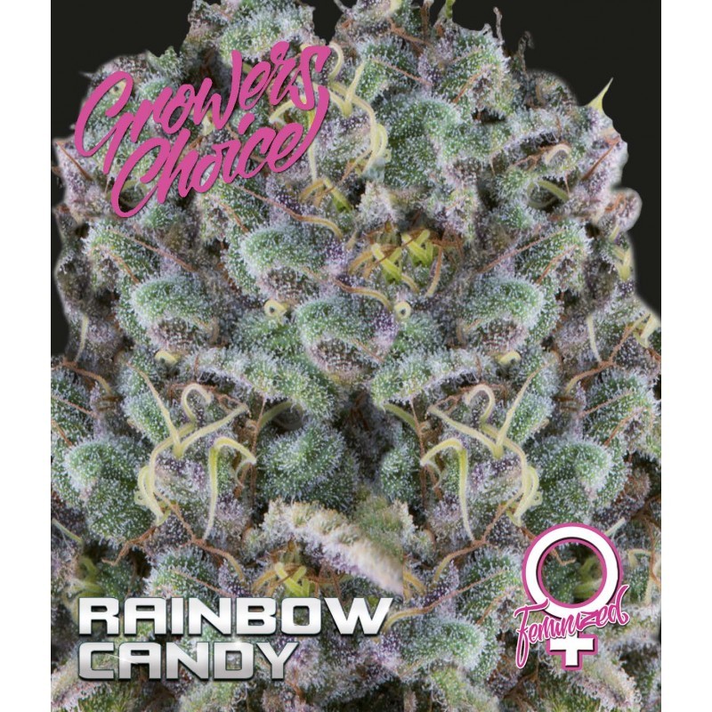 zkittlez-feminized-5-pack
