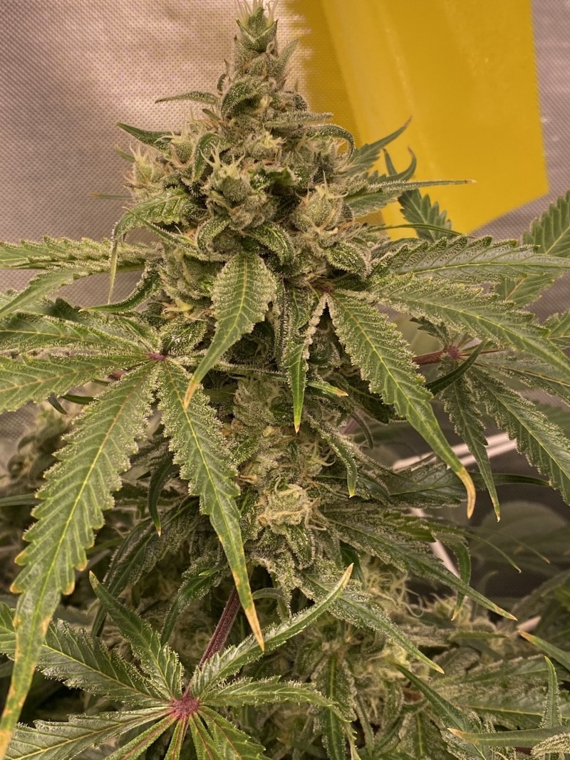 5E28090E-7E0C-4A9F-8297-1C134DD80A44