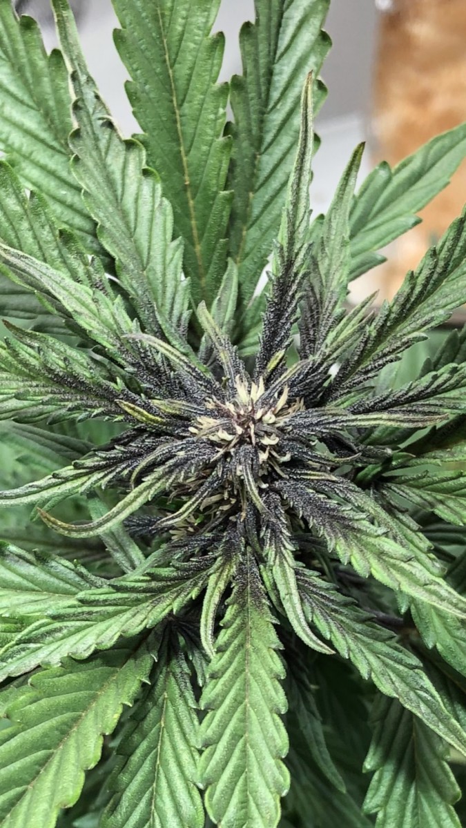 2C831AC7-0DAF-4598-94ED-EC04D47F8779