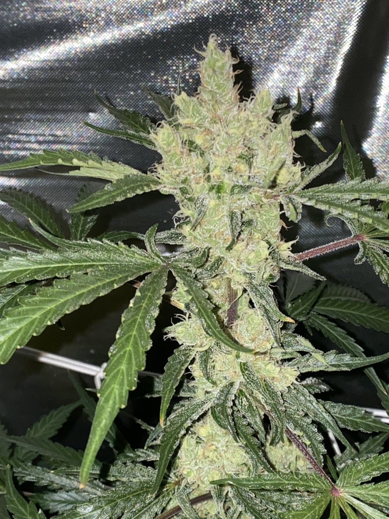 5FF0558C-1CE5-465F-9D05-C4A94AF816F2