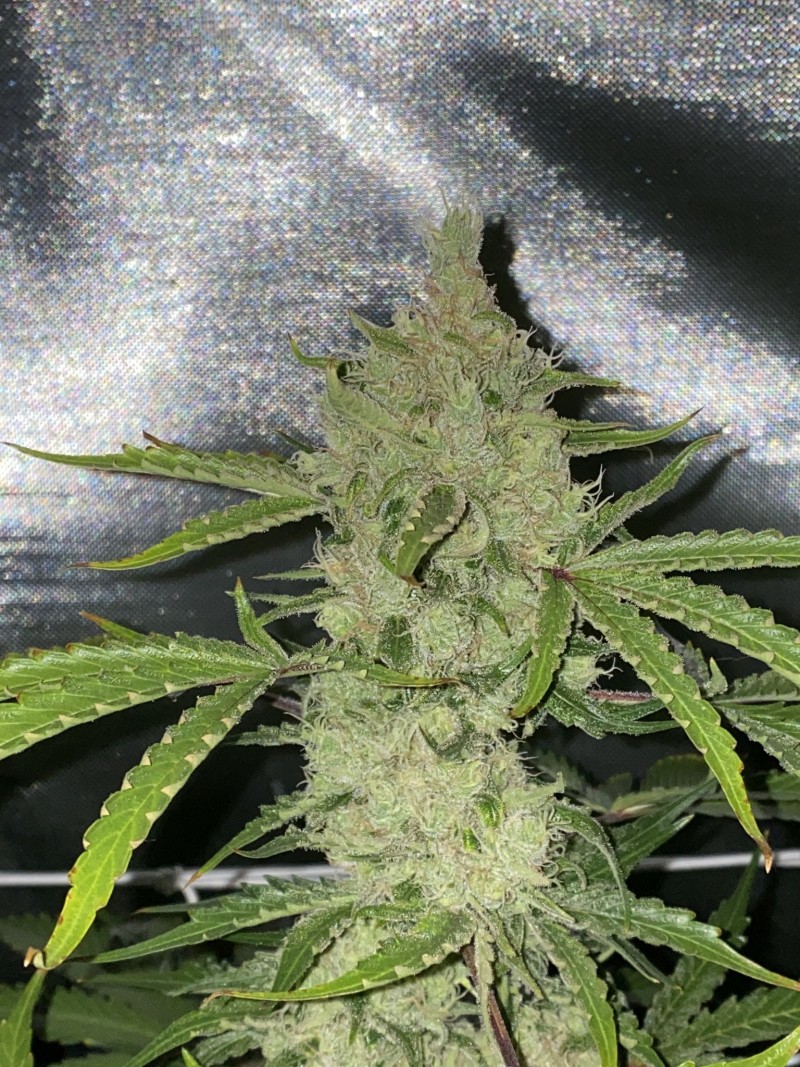 4FBF5B1C-56D4-4B2E-BEF0-6FAA939F8833