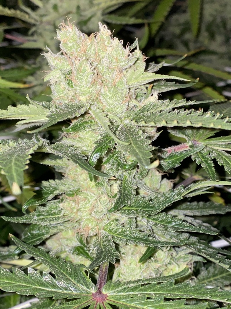 52BBBECF-56AC-4DEC-842B-A1CDC817D97A