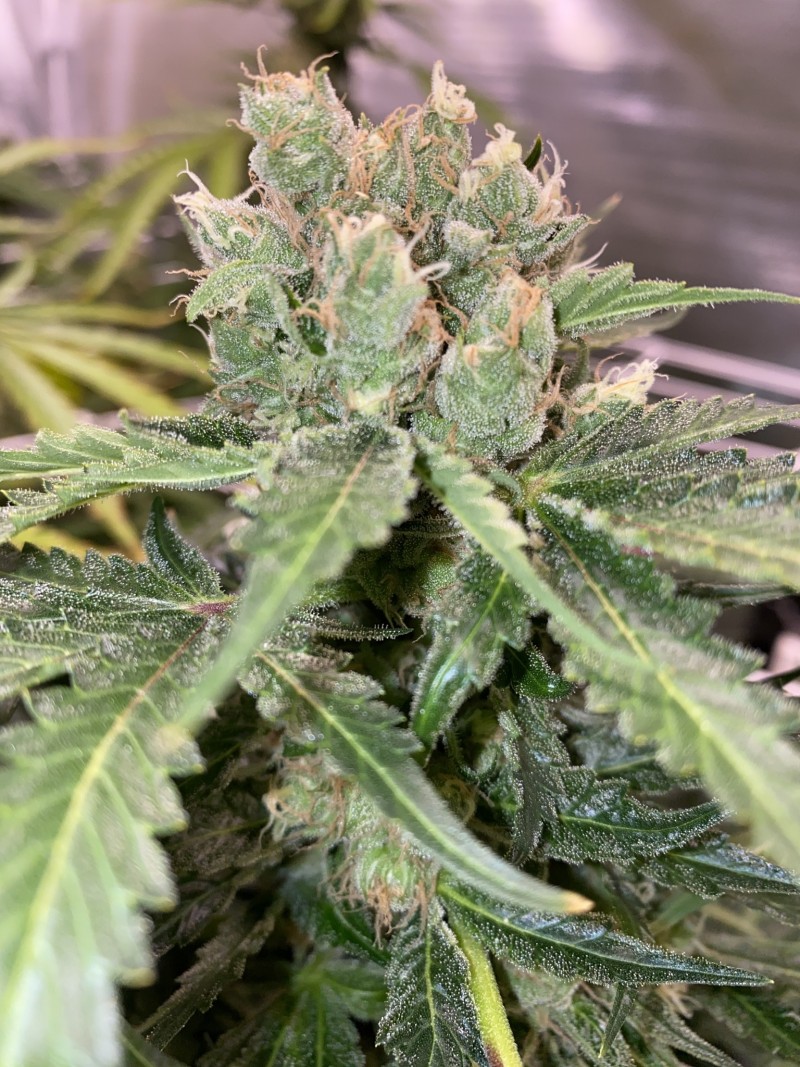 C681AB3E-DF7E-4C9F-B298-732DE2C1B219