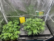 11D8EF97-E40D-46FC-A228-8A03E2CF5CEA