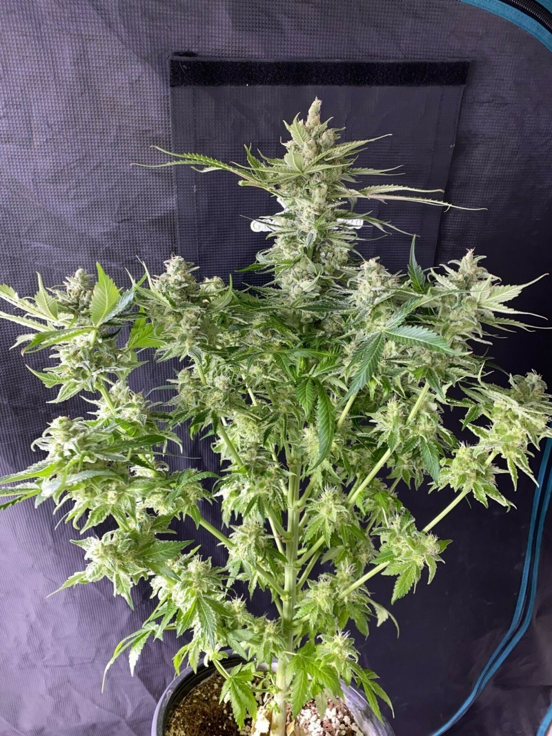 BCBF2337-8400-4C57-9858-A334EDF6C824