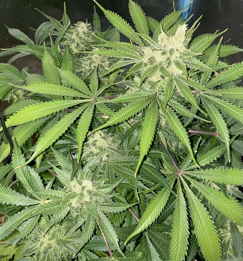 C52677B1-3ADE-4ED8-8DCF-3DC553C970E2