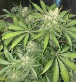 C52677B1-3ADE-4ED8-8DCF-3DC553C970E2