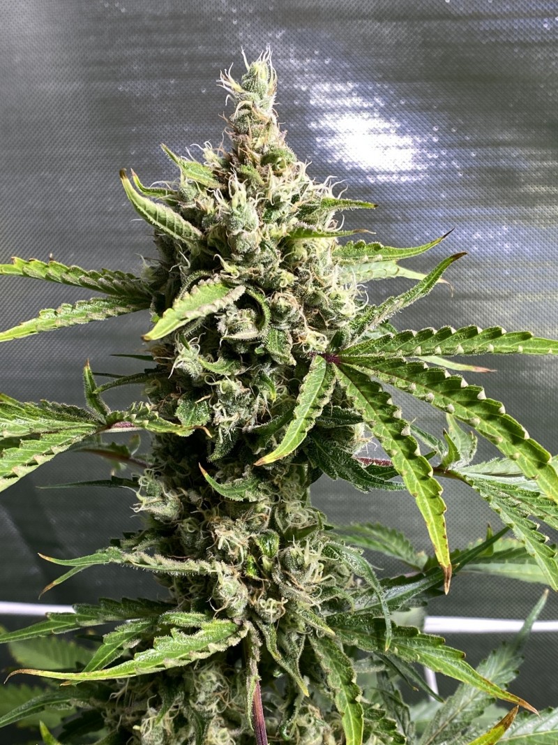 A05DA780-C189-4296-8DB8-B4F248759758