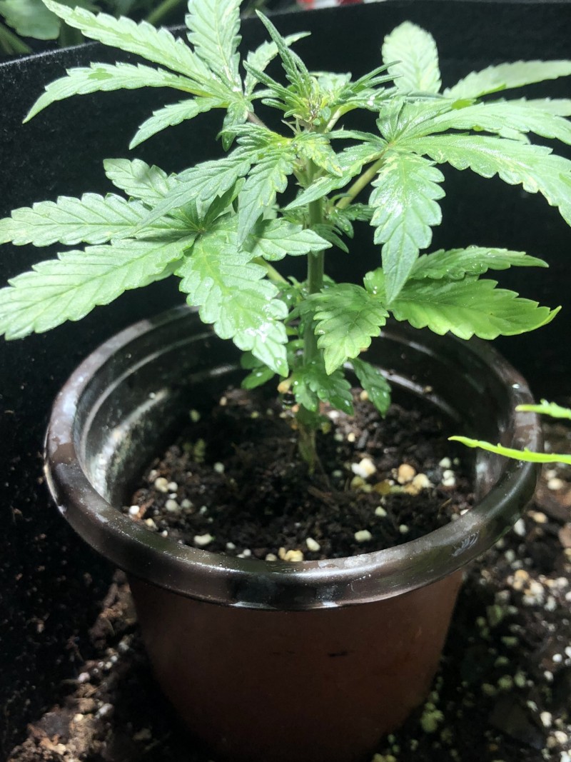 5FA6A093-A9B6-440B-974A-064EC300383E