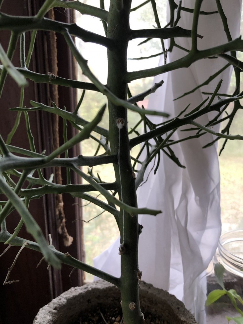 9B763E8D-FA20-41FB-8D1A-8BBC78B8011D