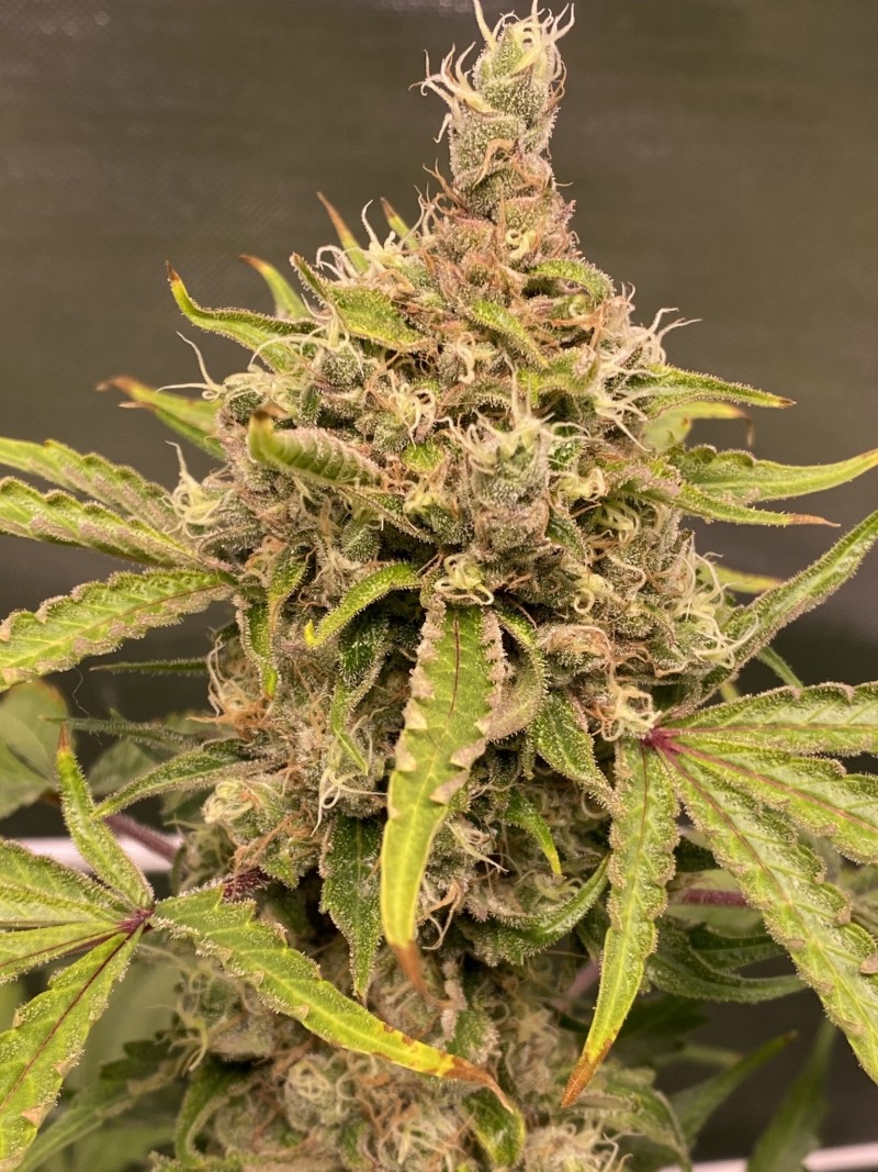 E1492E5D-5C6E-4CE3-8776-3F4888F2FCC9