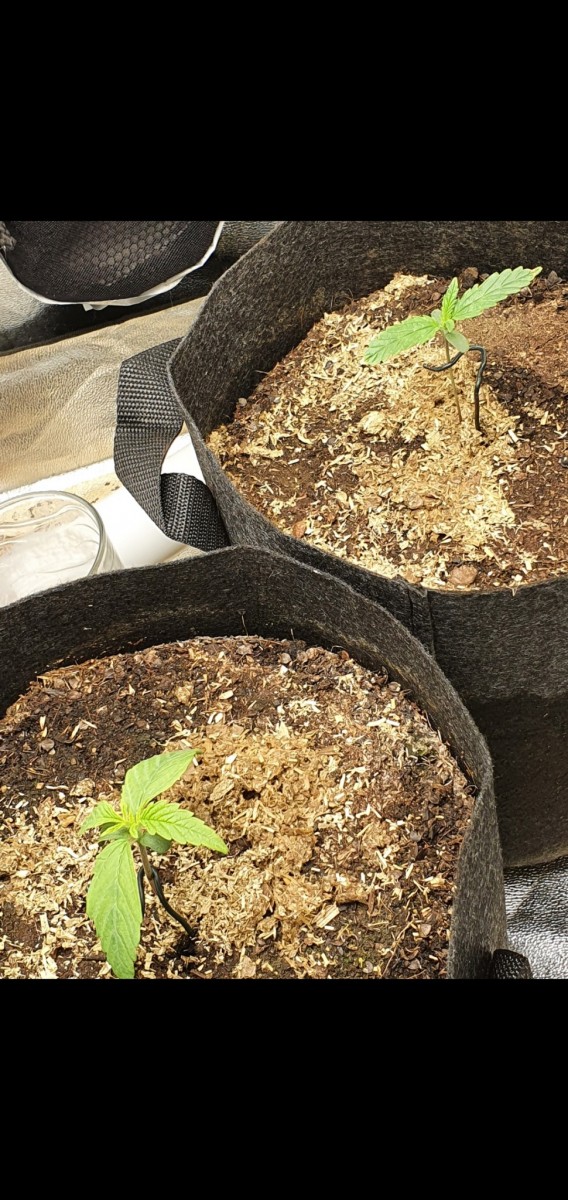 Screenshot_20201214-181251_Gallery