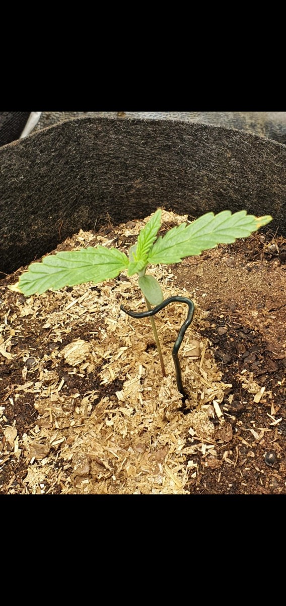 Screenshot_20201214-181219_Gallery