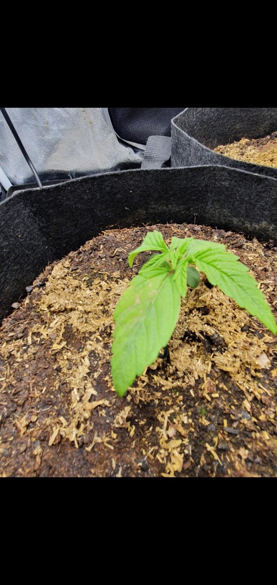 Screenshot_20201216-093716_Gallery