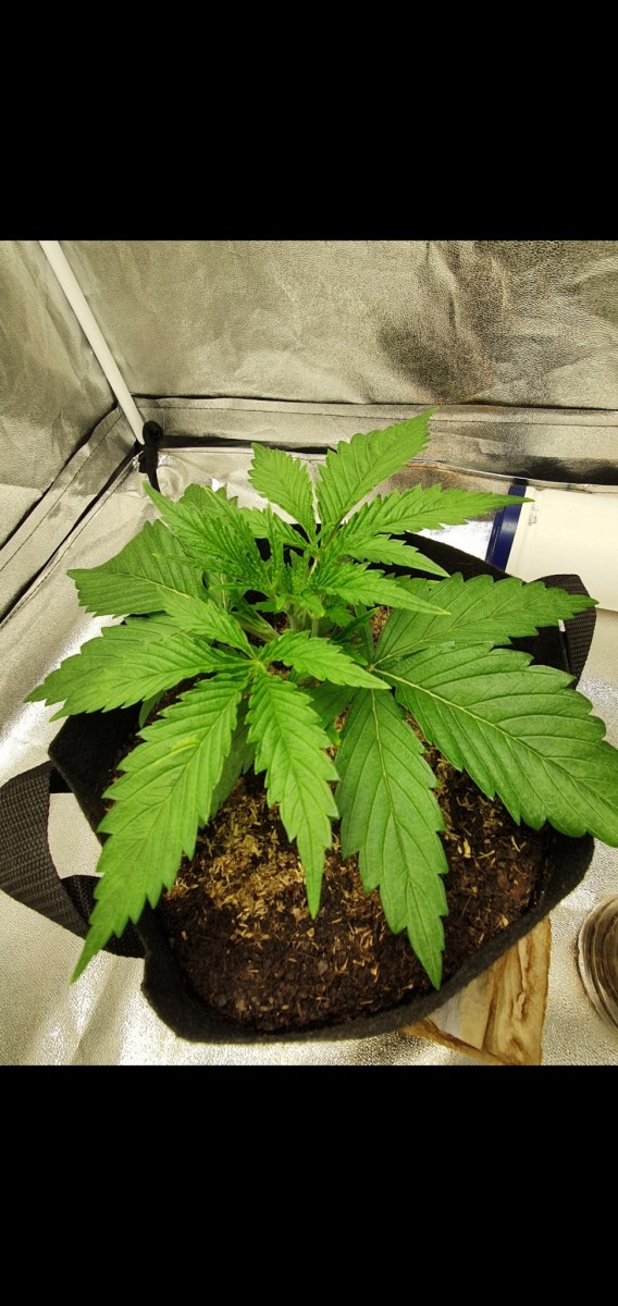 Screenshot_20201216-093639_Gallery