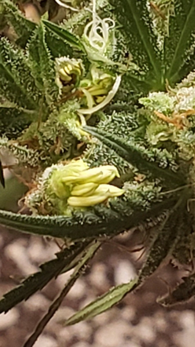 16081518678137253094664065945728