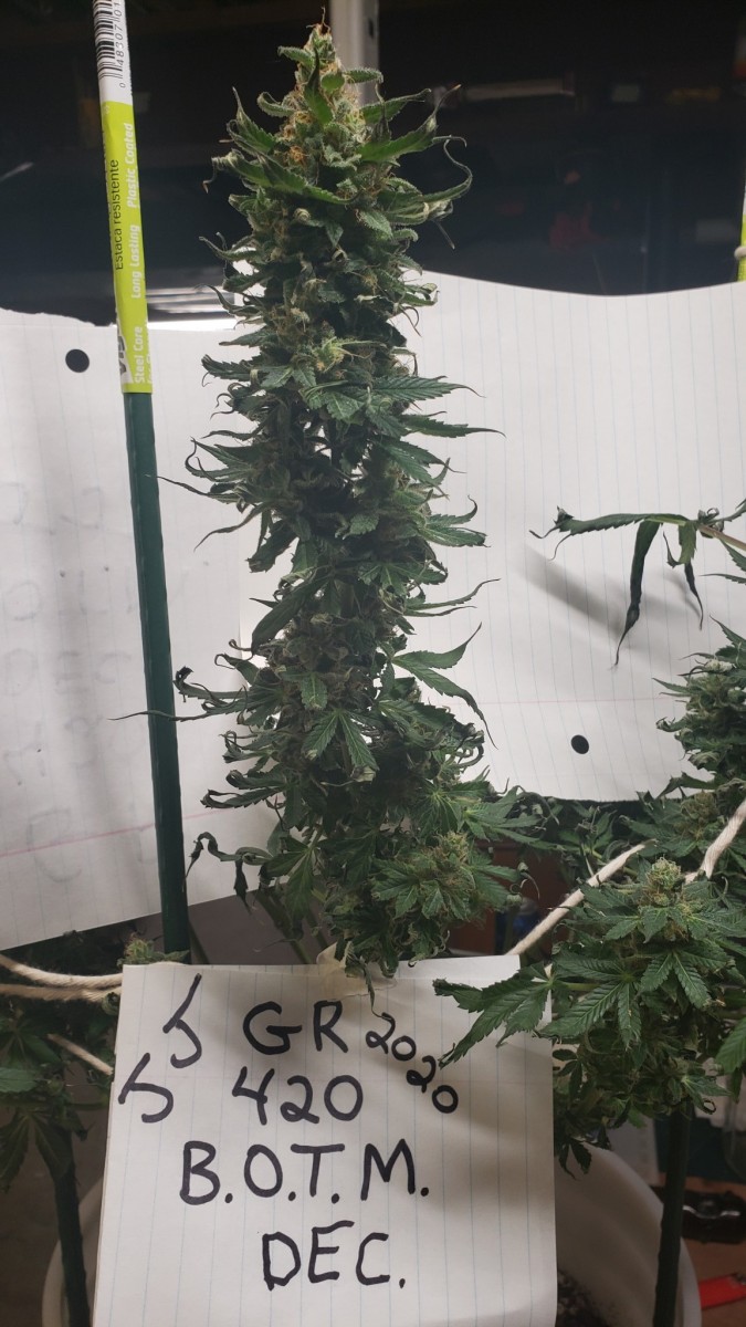 16081533112817992486080416979367