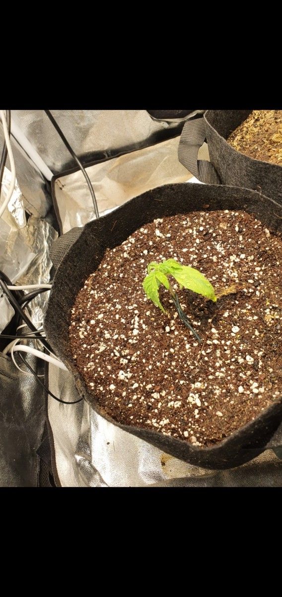 Screenshot_20201217-094519_Gallery