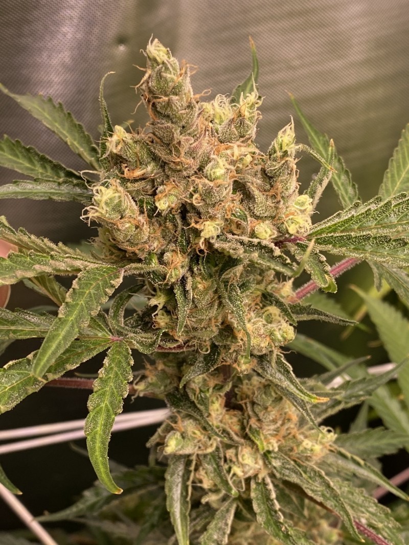 BC5202F1-1739-4406-8013-04998A0A6A16