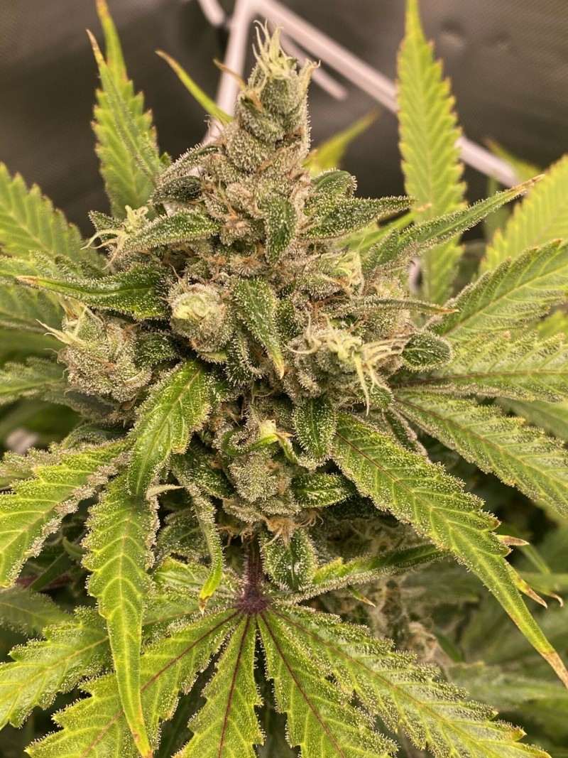 B54517B1-9B61-4AD8-A59A-5FEFDDF7927F