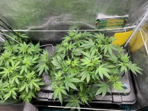 6634582F-7AA5-459B-8EF8-464F2A4A9244