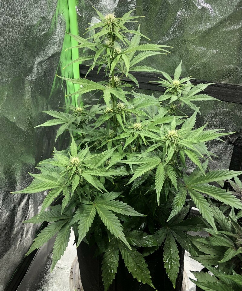 47A2ABAA-3468-4381-A9C0-568072F683FC