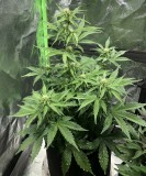 47A2ABAA-3468-4381-A9C0-568072F683FC