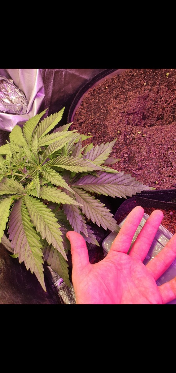 Screenshot_20201221-082846_Gallery