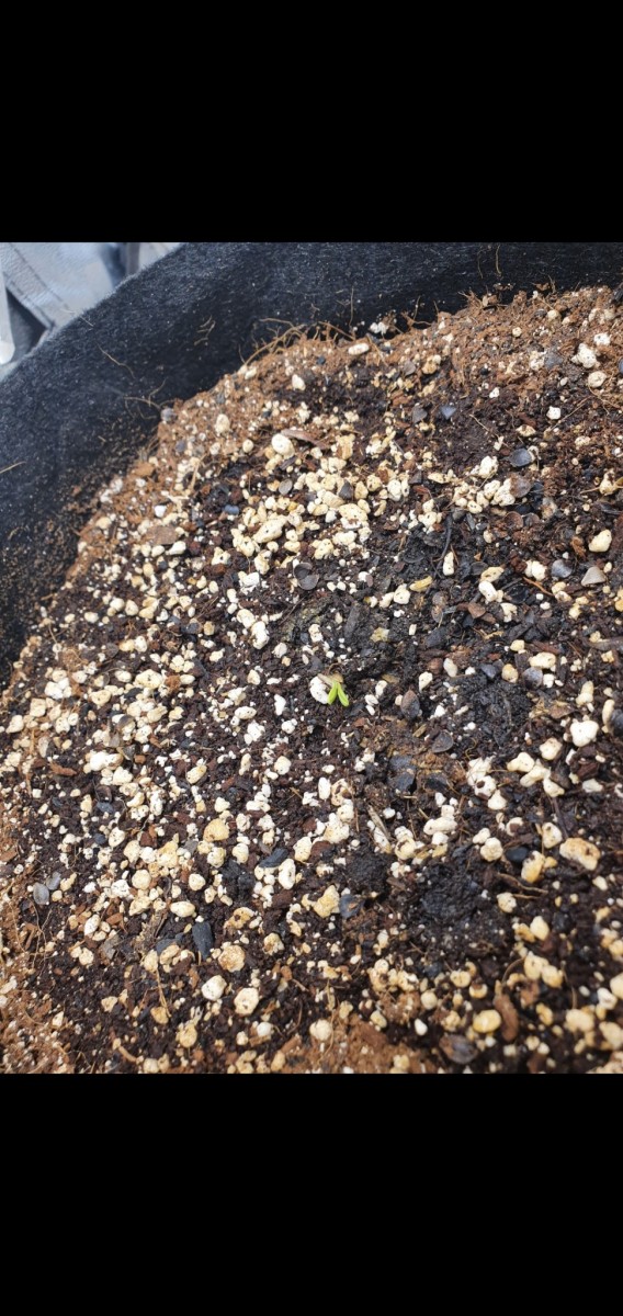 Screenshot_20201221-103116_Gallery