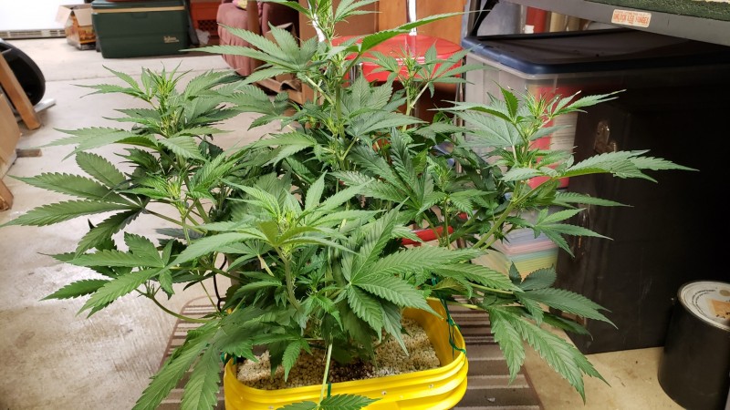 16085988053165732875518581761853