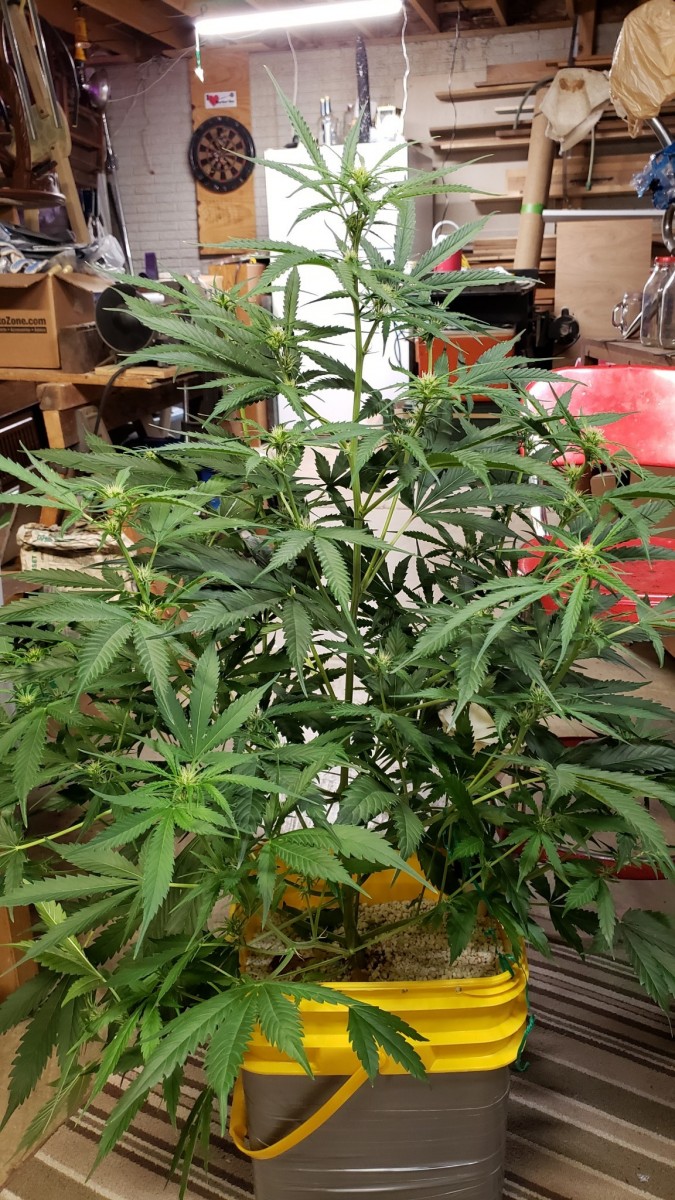 16085991260427851470942439021309