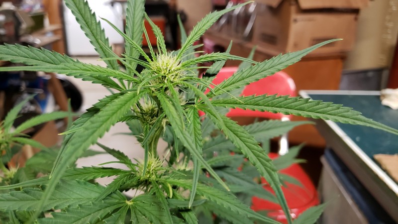 16085991798277056006007622140252