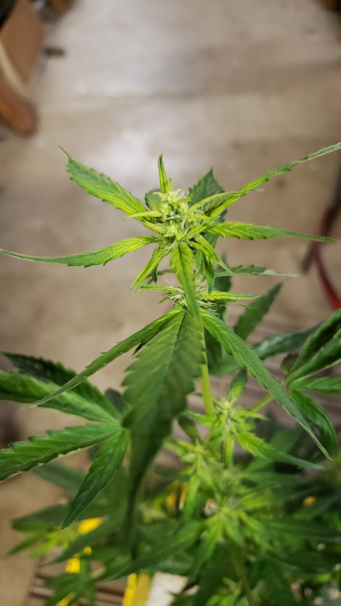 1608599535769789428929428356655