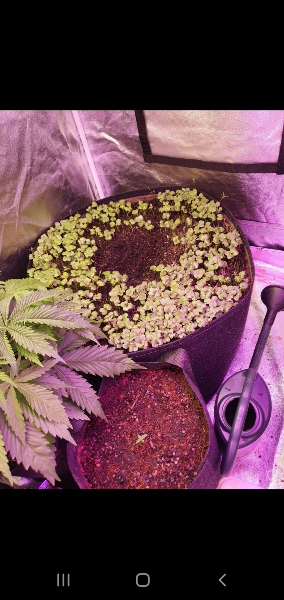 Screenshot_20201223-192805_Gallery