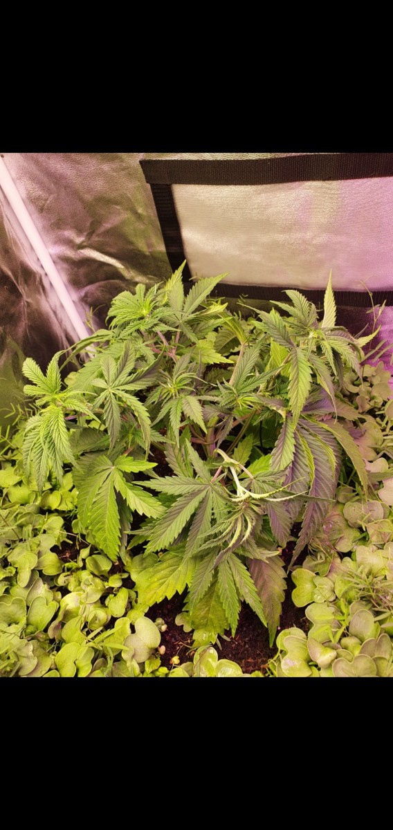 Screenshot_20201227-184420_Gallery