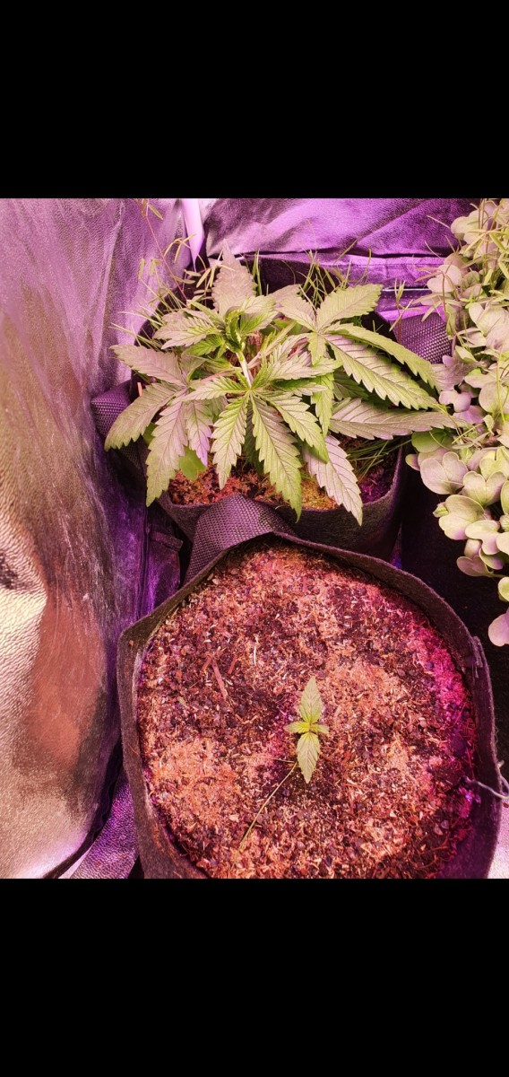 Screenshot_20201228-104558_Gallery