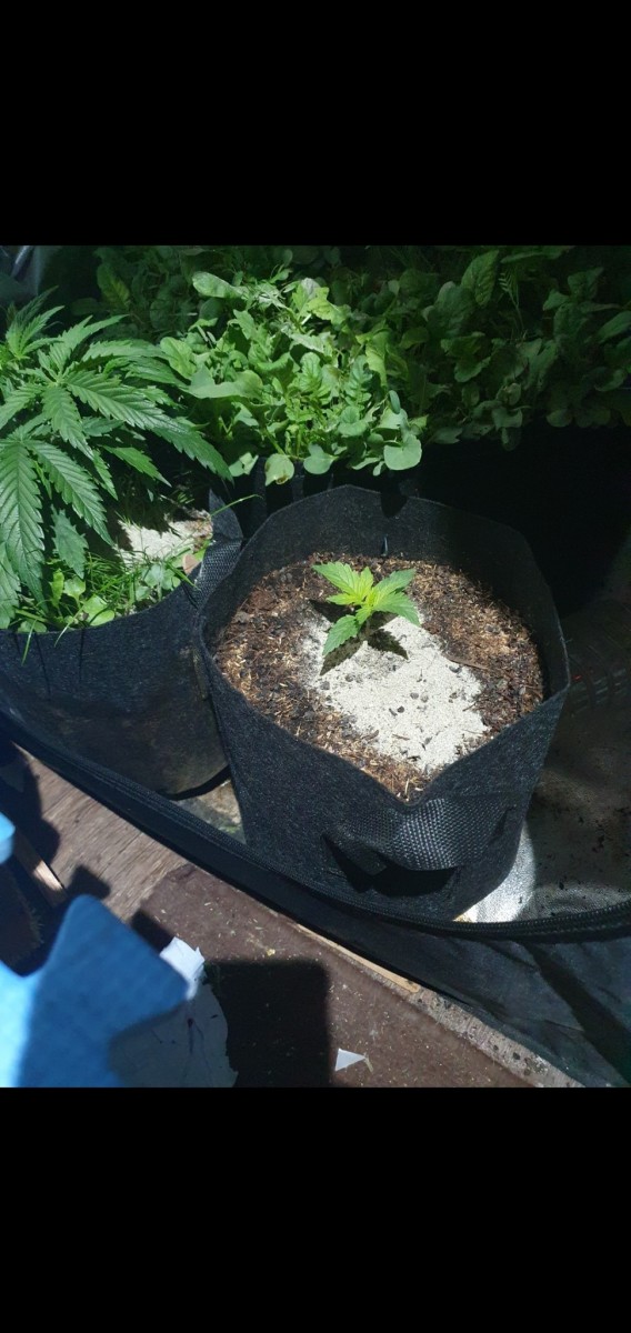 Screenshot_20210101-182648_Gallery