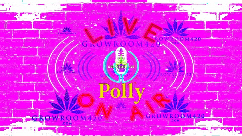 mn pod cast polly pink