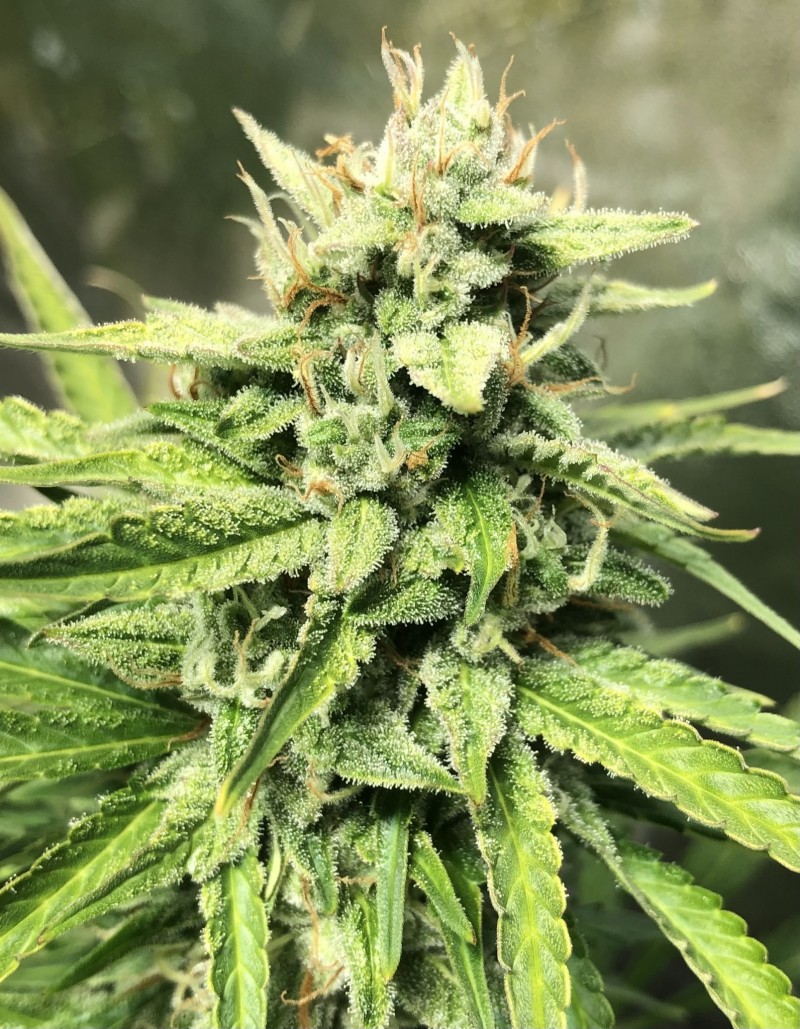 7980A968-A7B8-4BA0-B1D5-1B723E39B0E7