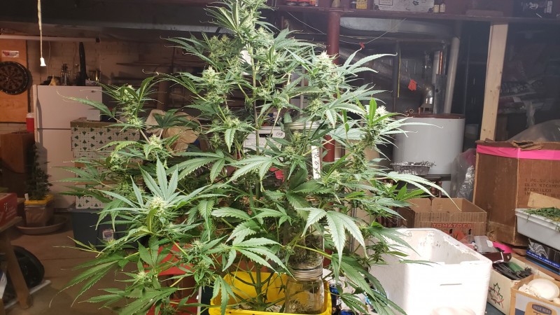 16097107042282757147141005119793