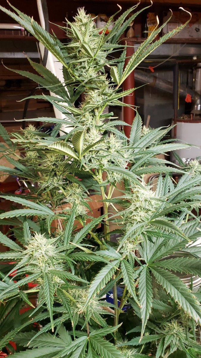 16097107629003247157400802072844