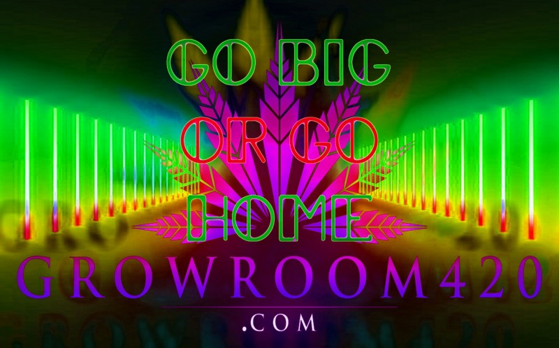 mn gr420 light go big or go home