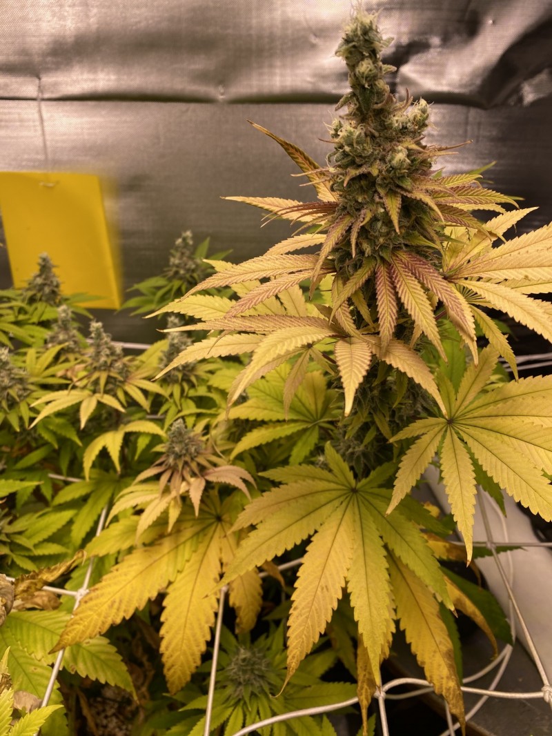 B5DE76E4-24AE-42CE-8CFA-518519A81DAB