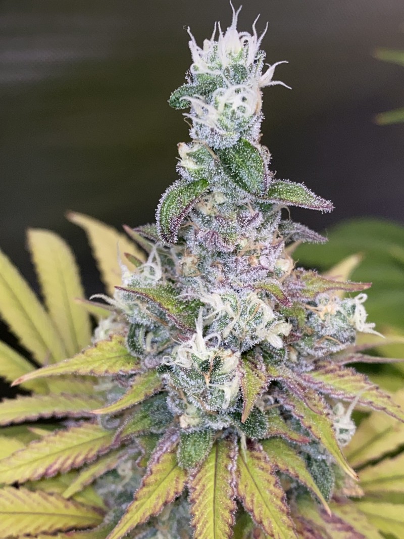 E7CD6613-918A-4623-86AA-23866676ADB7