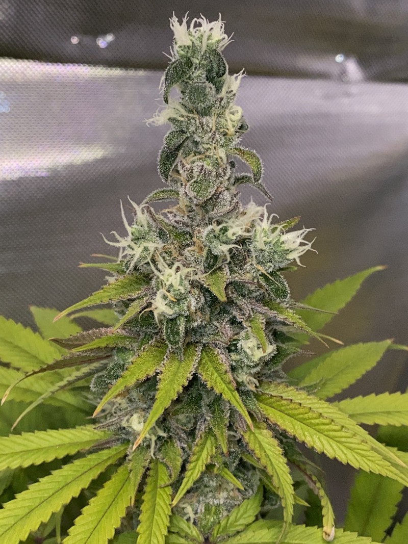 0E5017BF-94D7-40E4-A57F-392DA5720D8C