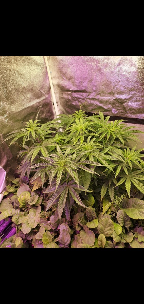 Screenshot_20210106-191818_Gallery