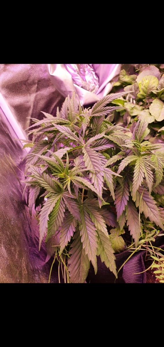 Screenshot_20210106-191759_Gallery